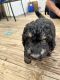 Poodle Puppies for sale in Marion, WI 54950, USA. price: $1,250