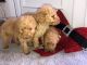 Poodle Puppies for sale in State Hwy 20, Mooresville, AL 35649, USA. price: $550