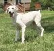 Poodle Puppies for sale in Ironton, MO 63650, USA. price: NA