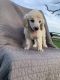 Poodle Puppies for sale in Clarksville, TX 75426, USA. price: NA