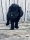 Poodle Puppies for sale in Selma, NC, USA. price: $700