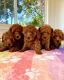 Poodle Puppies for sale in New Orleans, LA, USA. price: $500