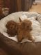 Poodle Puppies for sale in New York, NY, USA. price: $530