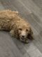 Poodle Puppies for sale in Gilbert, AZ 85296, USA. price: NA