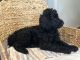 Poodle Puppies for sale in McKinleyville, CA, USA. price: $1,000