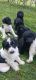 Poodle Puppies for sale in Crittenden, KY, USA. price: $500