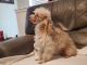 Poodle Puppies for sale in Bacliff, TX 77518, USA. price: NA