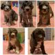 Poodle Puppies for sale in Leander, TX 78641, USA. price: NA