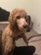 Poodle Puppies for sale in Atlanta, GA, USA. price: $600