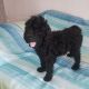 Poodle Puppies for sale in Memphis, TN, USA. price: $800