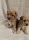 Poodle Puppies for sale in Albuquerque, NM, USA. price: $2,000