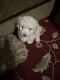 Poodle Puppies for sale in Fresno, CA, USA. price: $650