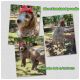 Poodle Puppies for sale in Denison, TX, USA. price: $1,200