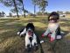 Poodle Puppies for sale in Myrtle Beach, SC 29579, USA. price: $3,000