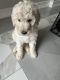 Poodle Puppies for sale in Orlando, FL, USA. price: $1,000