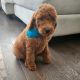 Poodle Puppies for sale in La Mirada, CA, USA. price: $1,300