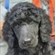 Poodle Puppies for sale in Ocala, FL, USA. price: $3,000