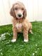 Poodle Puppies for sale in Rock Hill, SC, USA. price: $700