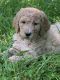 Poodle Puppies for sale in Sacramento, CA, USA. price: $2,000