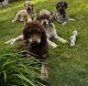 Poodle Puppies for sale in Gap Mills, WV 24941, USA. price: $1,500