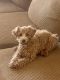 Poodle Puppies for sale in Moreno Valley, CA, USA. price: $1,000