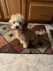 Poodle Puppies for sale in Grand Forks, ND, USA. price: $1,000