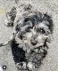 Poodle Puppies for sale in Los Angeles, CA, USA. price: $600