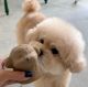 Poodle Puppies for sale in Los Angeles, CA, USA. price: NA