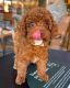 Poodle Puppies for sale in Los Angeles, CA, USA. price: $600