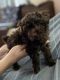 Poodle Puppies for sale in Cleveland, NC 27013, USA. price: $1,250