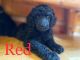 Poodle Puppies for sale in Helena, AL, USA. price: $1,000
