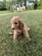 Poodle Puppies for sale in Monrovia, MD 21770, USA. price: $500