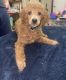Poodle Puppies for sale in Lisbon, ME 04250, USA. price: $900