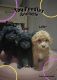 Poodle Puppies for sale in Nashville, TN, USA. price: $400