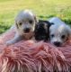 Poodle Puppies for sale in Brownfield, TX 79316, USA. price: $800