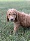 Poodle Puppies for sale in Monrovia, MD 21770, USA. price: $500