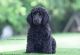 Poodle Puppies for sale in Dallas, TX, USA. price: $3,000