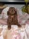 Poodle Puppies for sale in Niota, TN, USA. price: NA