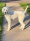 Poodle Puppies for sale in Ashland, WI 54806, USA. price: $2,200