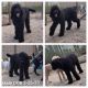 Poodle Puppies for sale in Mena, AR 71953, USA. price: $300