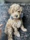 Poodle Puppies for sale in Douglassville, PA 19518, USA. price: $500