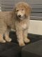 Poodle Puppies for sale in Gilbert, AZ 85296, USA. price: $500