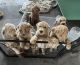 Poodle Puppies for sale in Fontana, CA, USA. price: $2,200