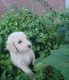 Poodle Puppies for sale in Show Low, AZ 85901, USA. price: $1,000