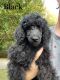 Poodle Puppies for sale in Helena, AL, USA. price: $700