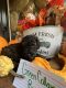 Poodle Puppies for sale in Dickinson Center, NY 12930, USA. price: $1,200