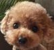 Poodle Puppies for sale in Huntsville, TX, USA. price: $450