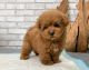 Poodle Puppies for sale in 6607 Cove Creek Dr, Billings, MT 59106, USA. price: $800