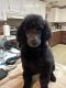 Poodle Puppies for sale in McPherson, KS 67460, USA. price: $800