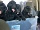 Poodle Puppies for sale in Dover, DE, USA. price: $500